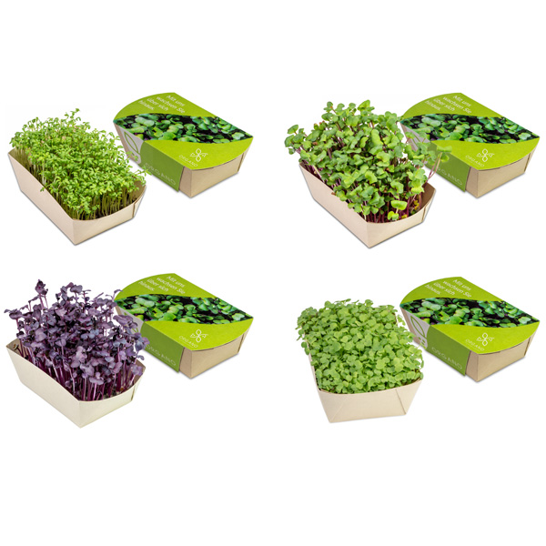 Microgreens-Gärtchen, inkl. 4-farbigem Druck