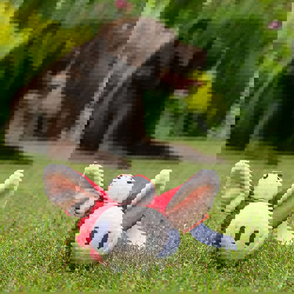 Hundespielzeug Knotentier Wildschwein, rot, one size