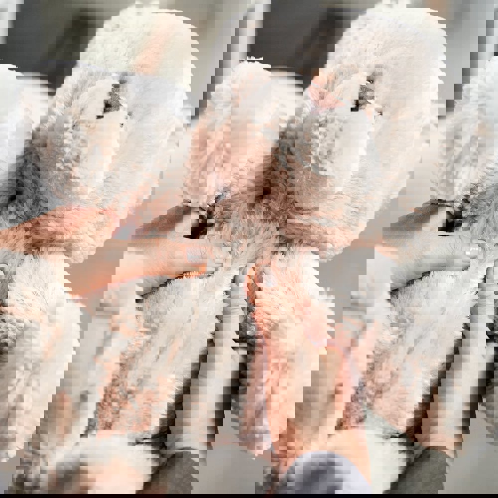 Bär Kerstin, creme, one size