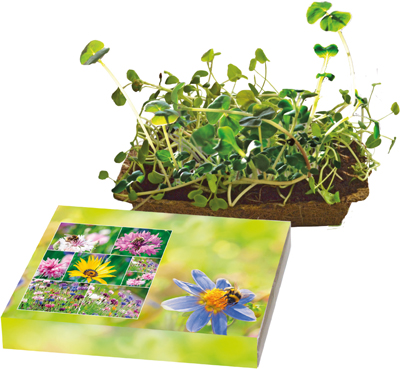 Bienenfreude, Bienenwiesen-Mischung, 1-4 c Digitaldruck inklusive