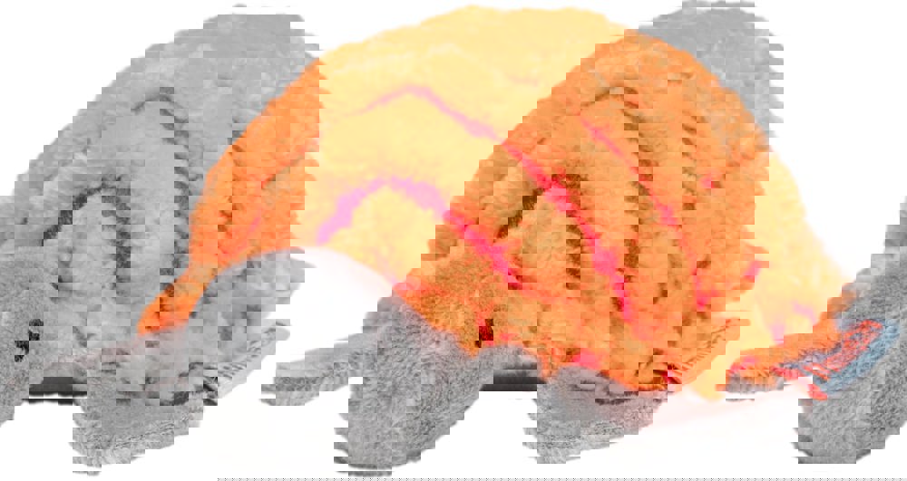 Katzenspielzeug Schildkröte