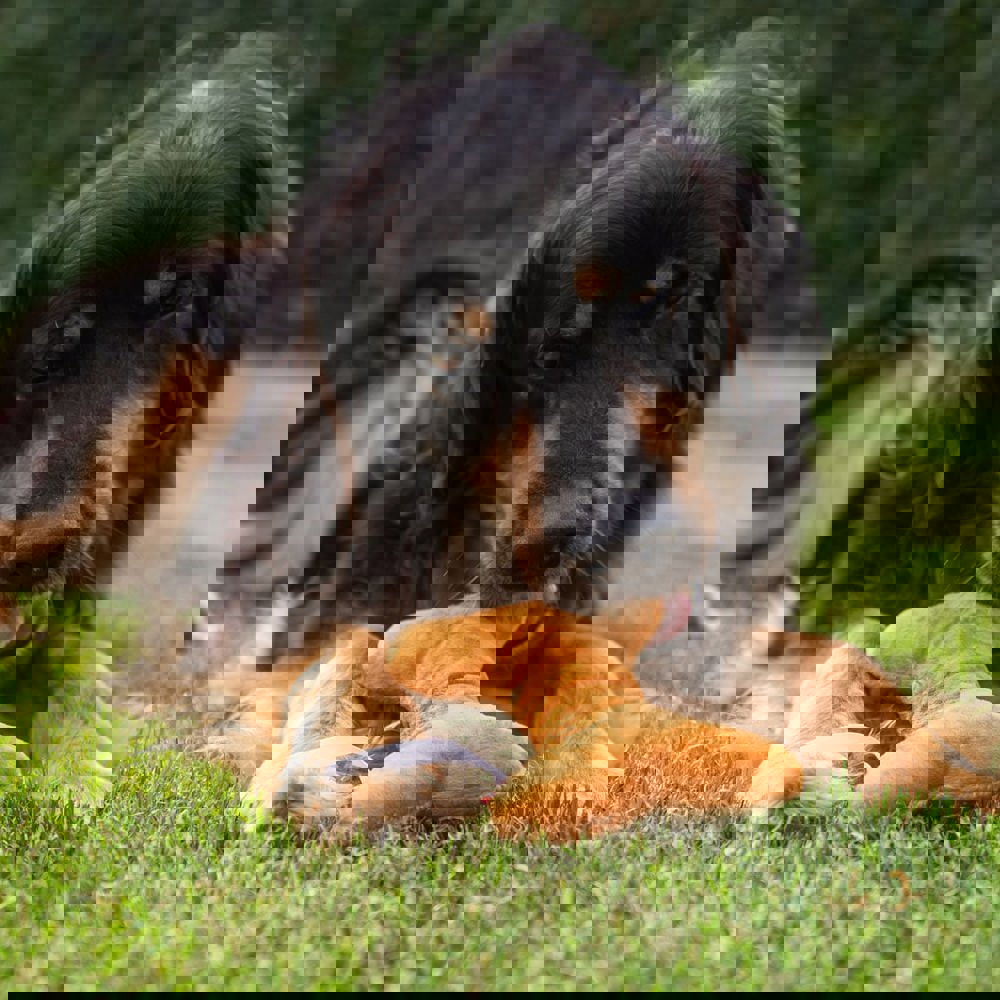 Hundespielzeug Knochen, braun, one size