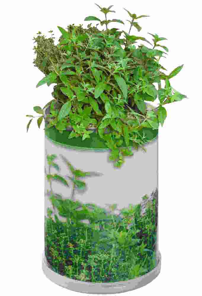 Blumendose Power Ø  65x90 mm, Kräutermischung