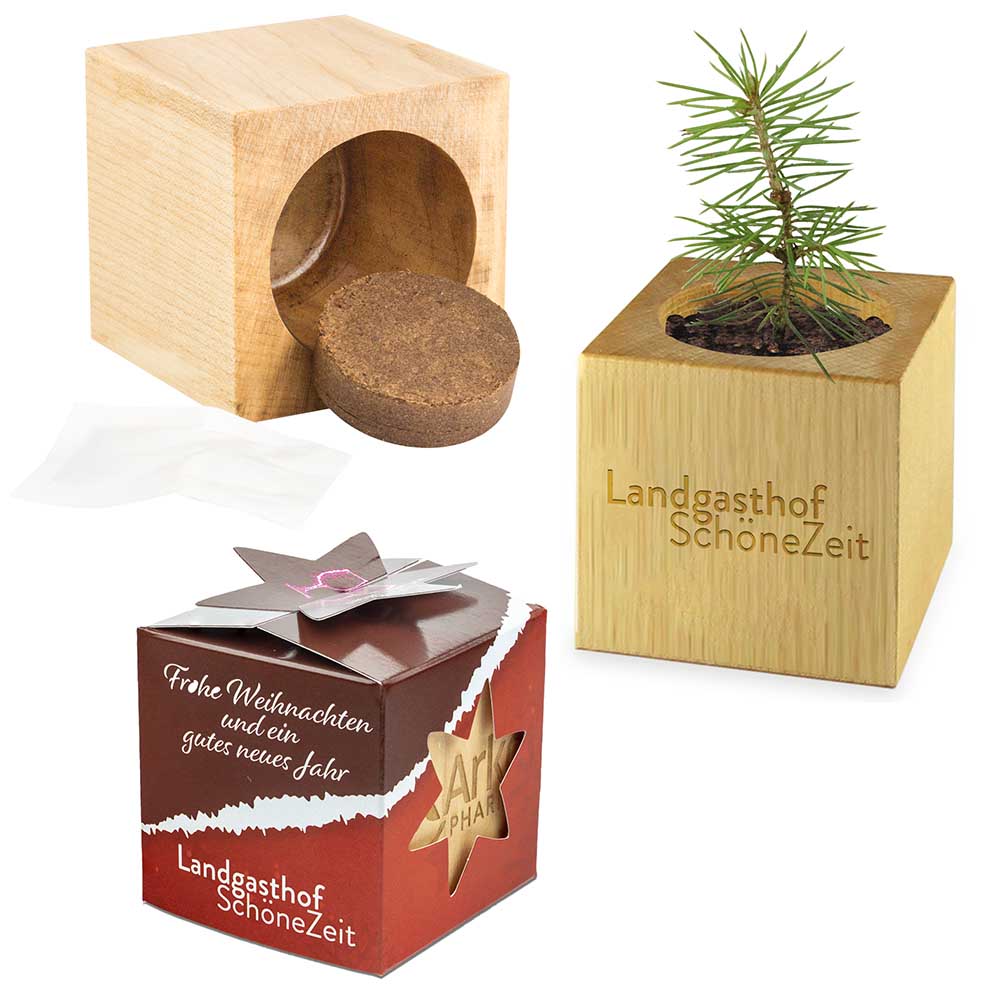 Pflanz-Holz Star-Box Xmas mit Fichtensamen - Individuell