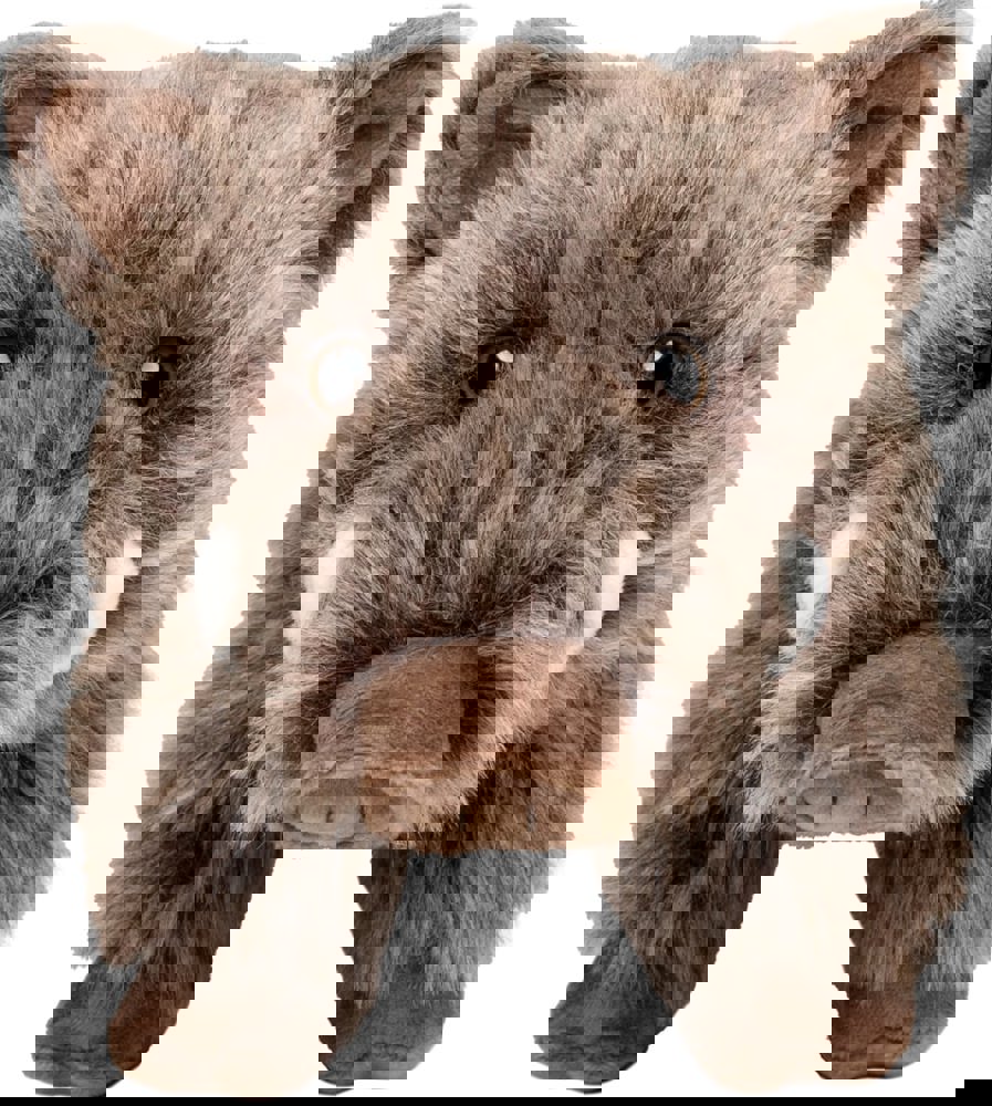 Wildschwein Nicolo, braun, one size