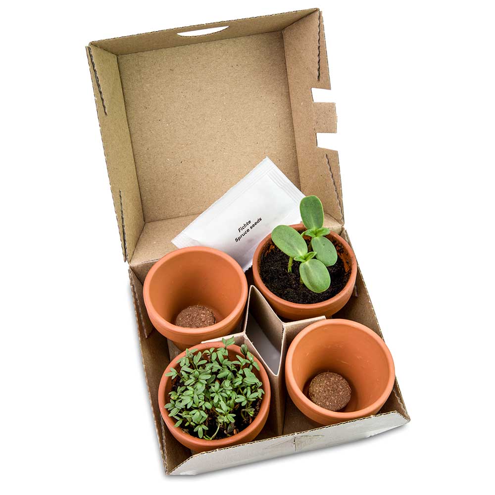 Pflanzen-Mix Winter-Set - Individuell