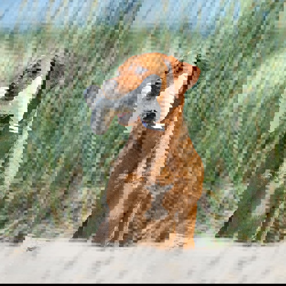 Hundespielzeug Knochen, creme, one size