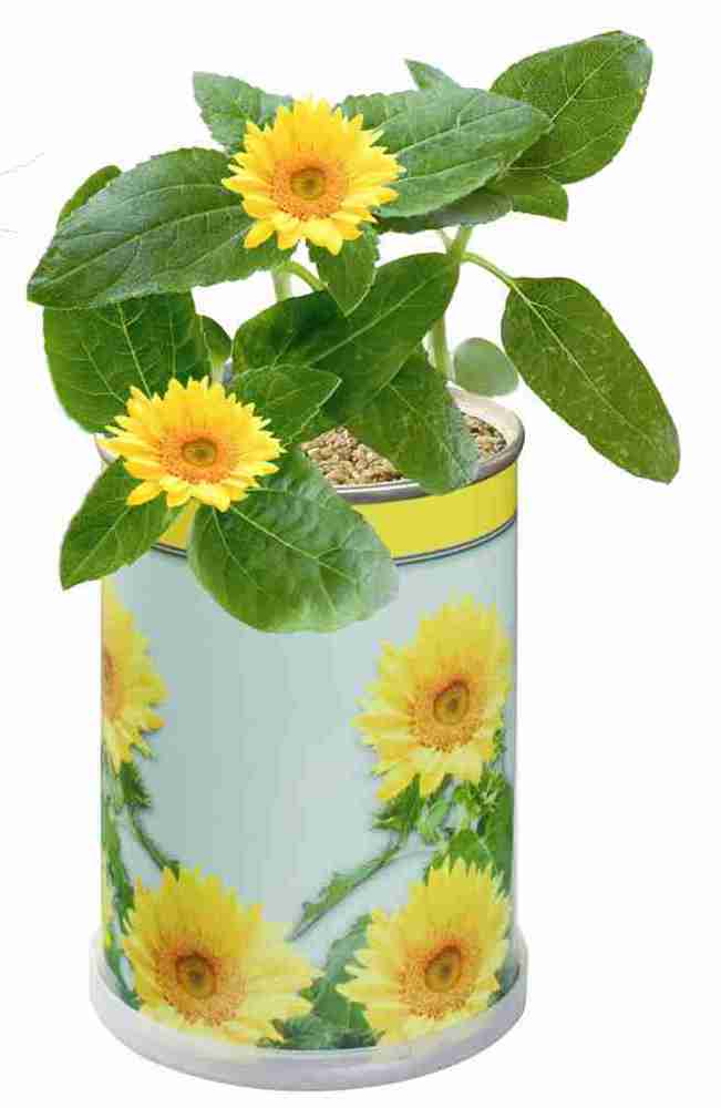 Blumendose  Ø  65 x 90 mm