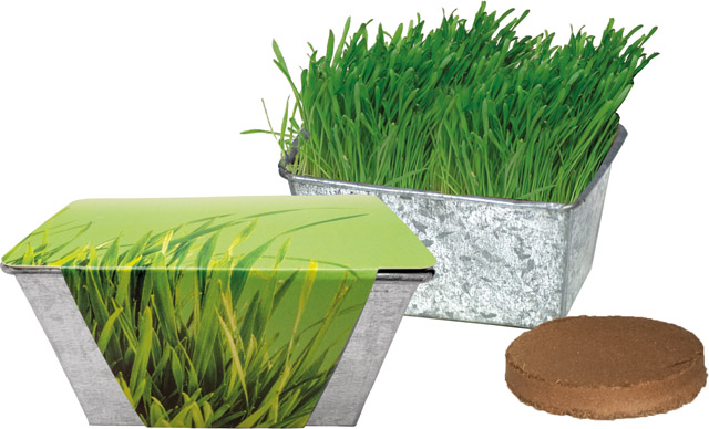 Wachstums-Kästchen Katzengras, Katzengras, inkl. Digitaldruck 1-4/0 c